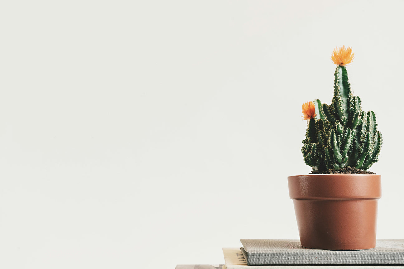 Minimalism: I Came for the Aesthetic, Stayed for the Sanity